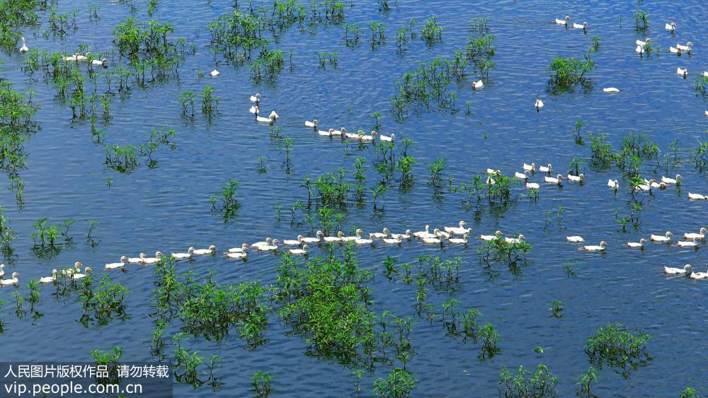 安徽池州：白鵝浮綠水 濕地景壯觀【4】