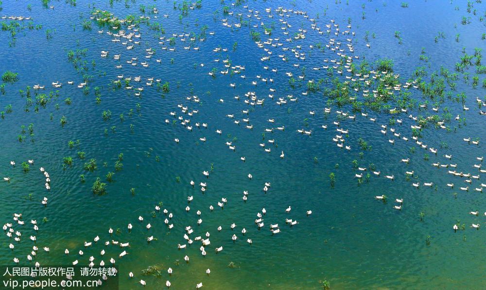 安徽池州：白鵝浮綠水 濕地景壯觀【3】