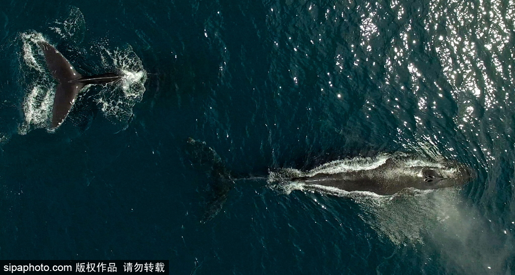 堪察加半岛现座头鲸 拍打浪花自由畅游