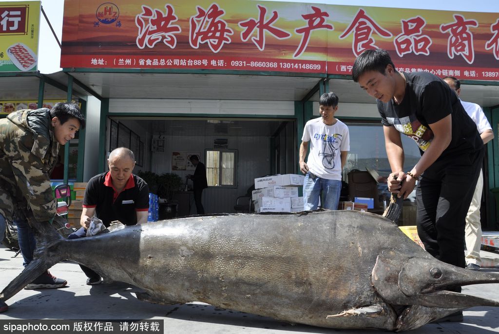 400斤大馬林魚亮相青海西寧