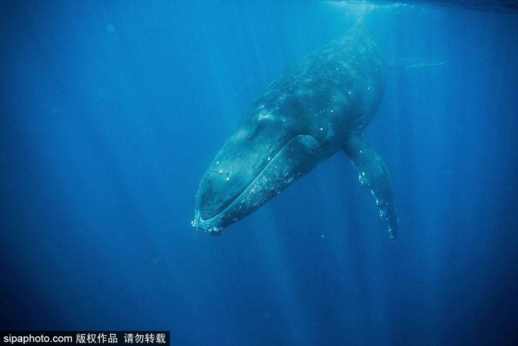 攝影師近距離拍攝鯨群游弋穿梭的神秘海底世界 【2】