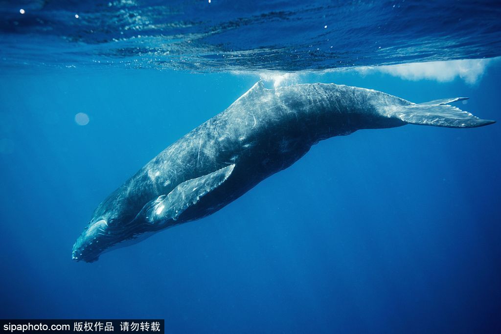 攝影師近距離拍攝鯨群游弋穿梭的神秘海底世界 【6】