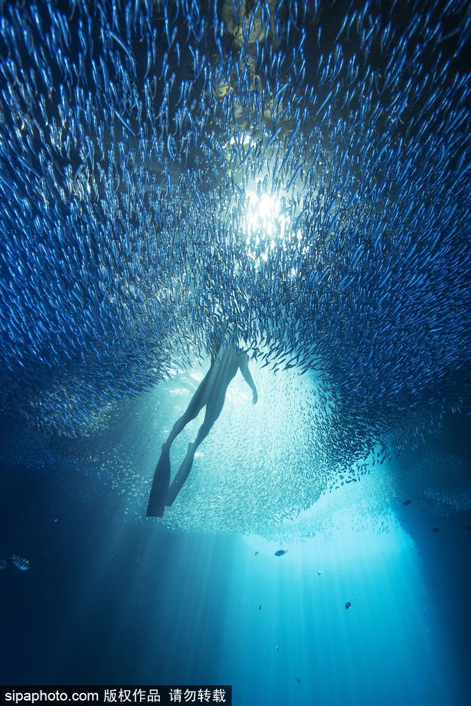 攝影師近距離拍攝鯨群游弋穿梭的神秘海底世界 【3】