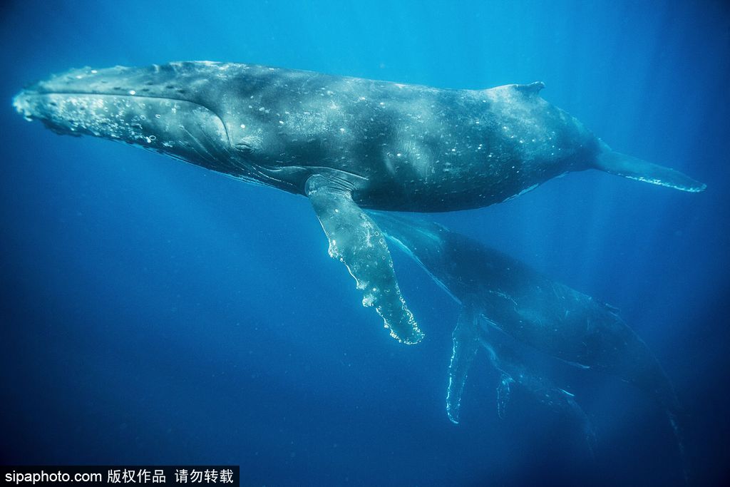 攝影師近距離拍攝鯨群游弋穿梭的神秘海底世界 