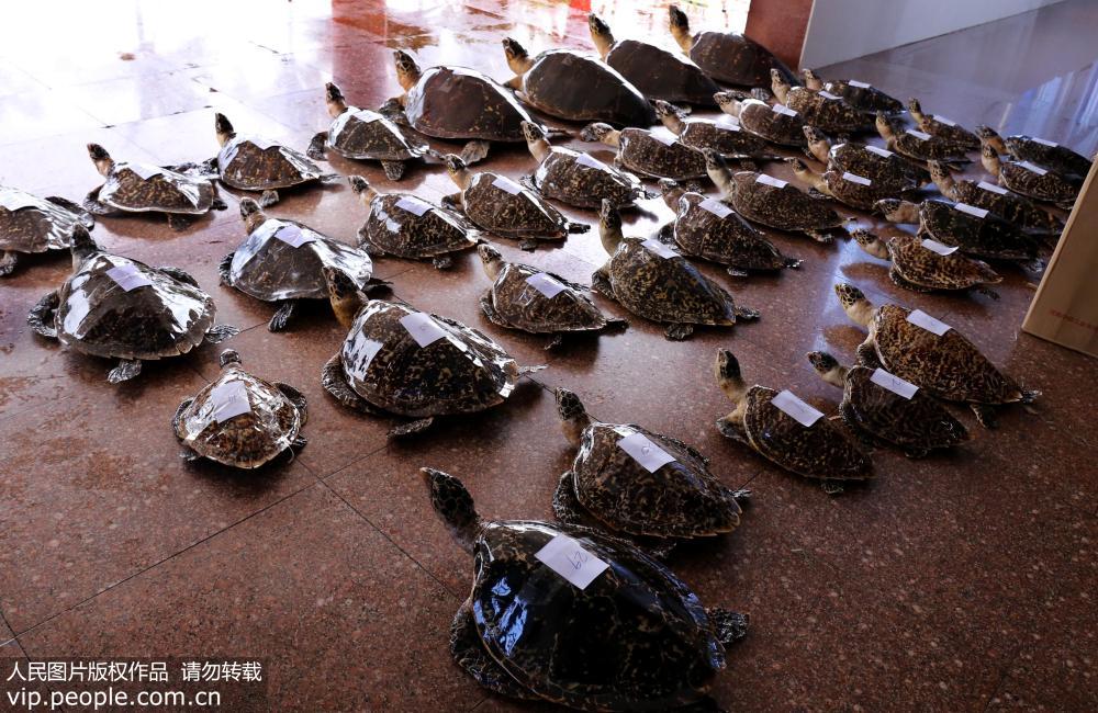 广西防城港边防查获38只国家二级保护动物玳