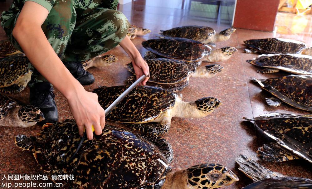 广西防城港边防查获38只国家二级保护动物玳瑁标本