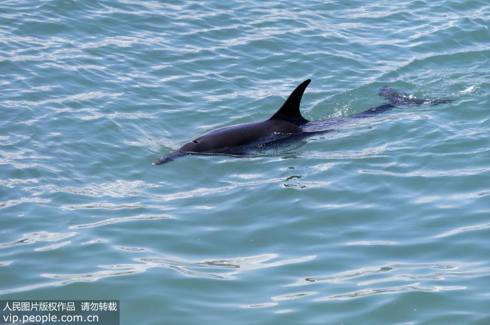 三亞：護送退潮擱淺的兩隻海豚“回家”【5】