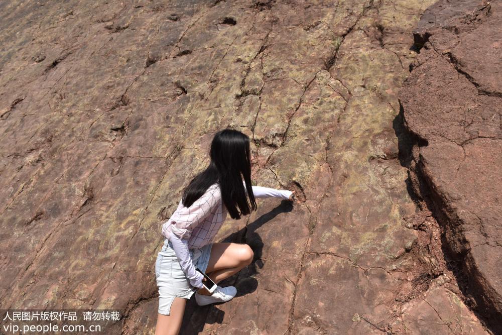 貴州茅台鎮發現侏羅紀早期大型恐龍足跡群