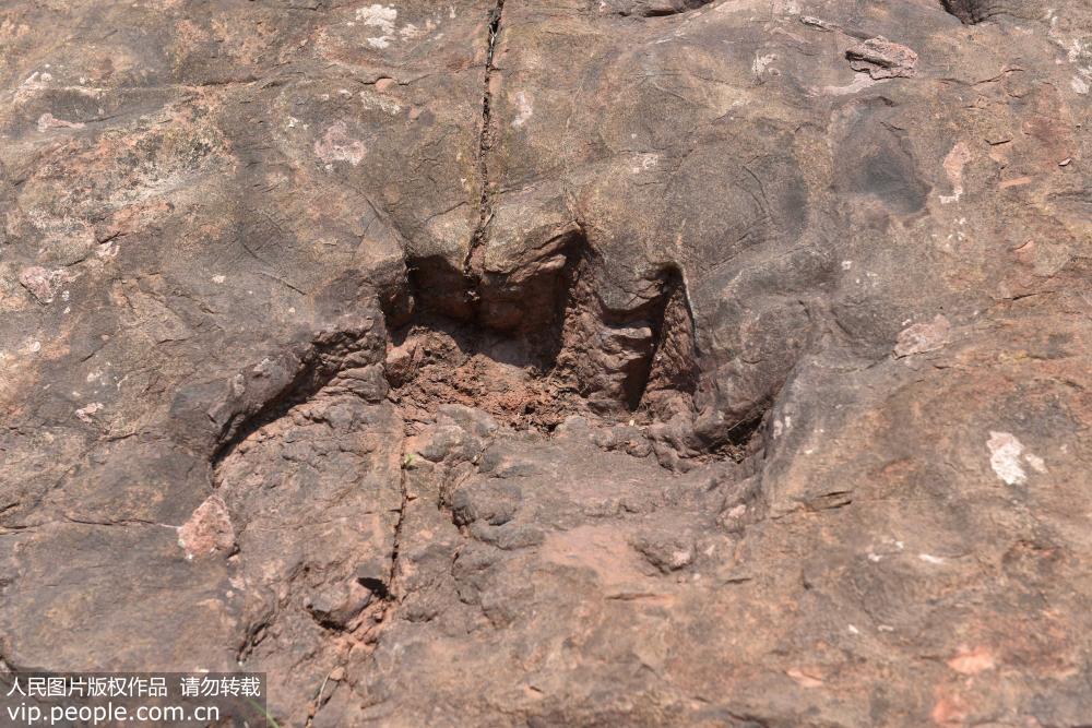 貴州茅台鎮發現侏羅紀早期大型恐龍足跡群【4】
