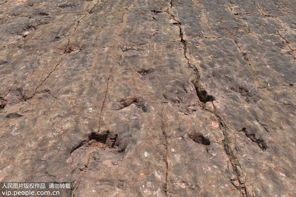 貴州茅台鎮發現侏羅紀早期大型恐龍足跡群【5】