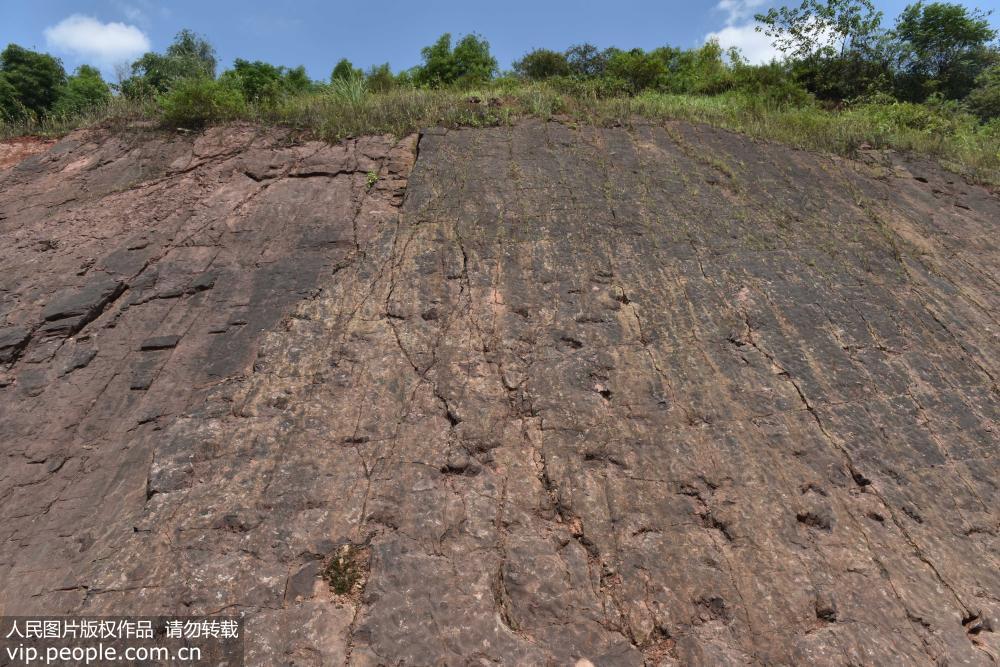 貴州茅台鎮發現侏羅紀早期大型恐龍足跡群【6】