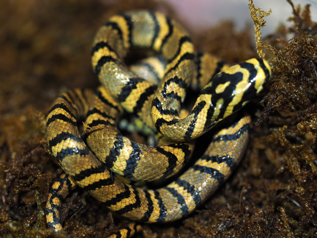 江西武夷山国家级自然保护区：福建颈斑蛇 - 中国自然保护区生物标本资源共享平台
