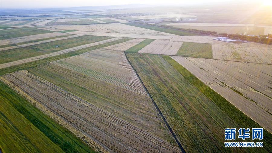 這是9月2日在新疆昭蘇縣拍攝的豐收圖景。近日，新疆昭蘇縣數十萬畝小麥陸續成熟，迎來豐收季。農田裡，金黃的小麥與油菜等農作物構成了一幅美麗畫卷。新華社記者 胡虎虎 攝