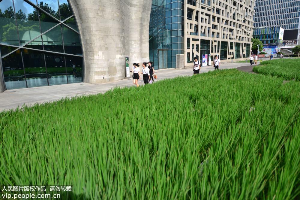 上海浦東街頭現成片稻田 網友調侃或將產“史上最貴大米”
