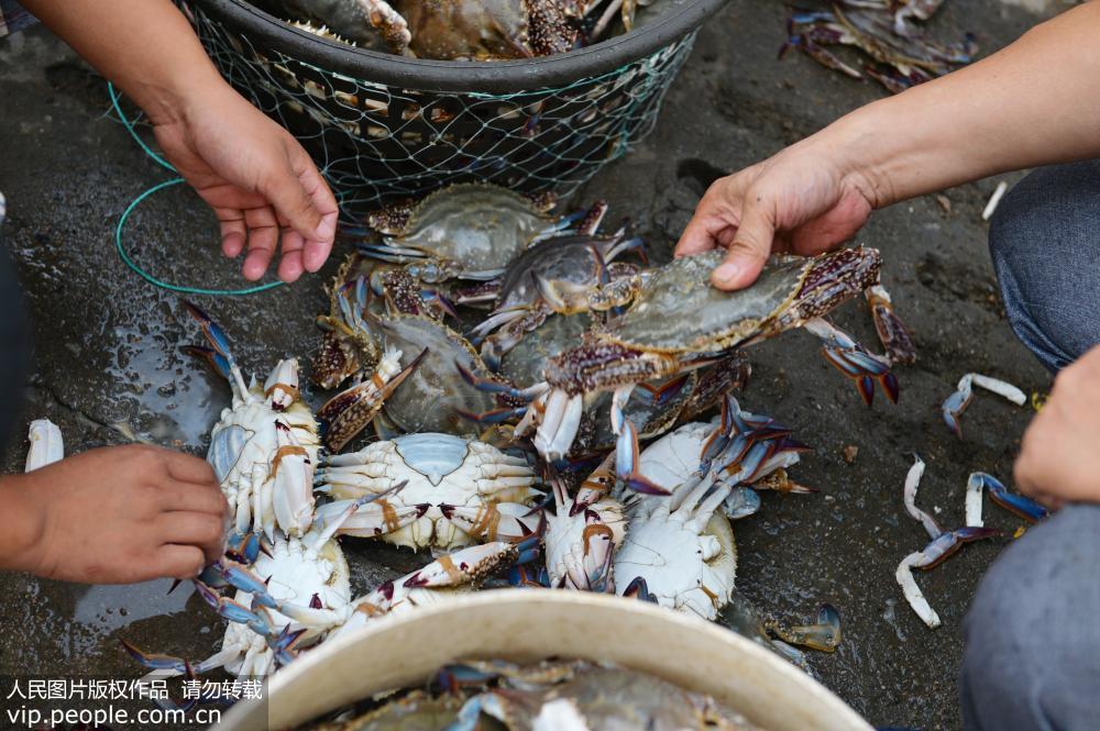 青島：海捕歸來 一斤重大螃蟹供不應求【4】