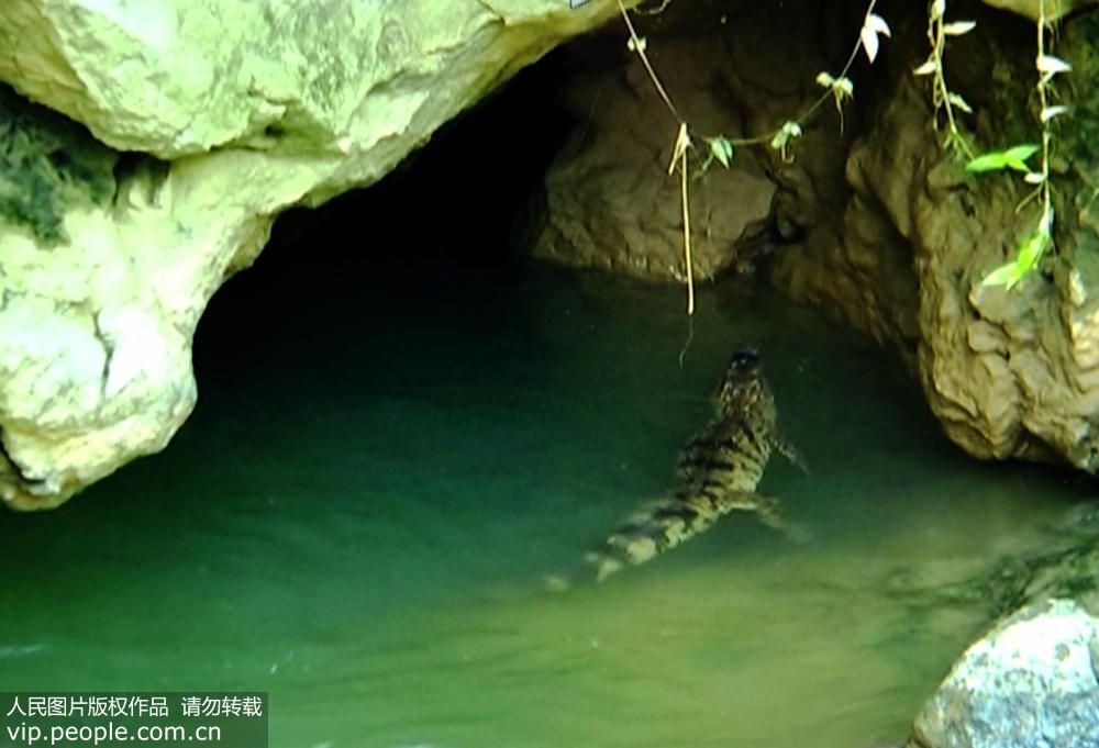 广西河池：城区内河发现来历不明鳄鱼