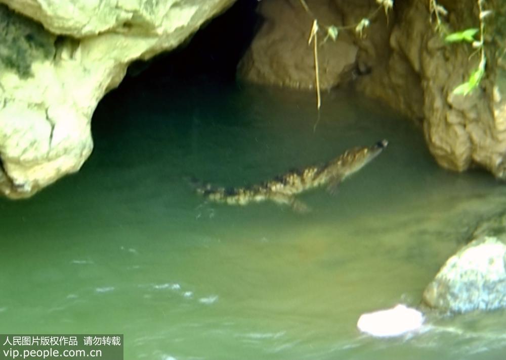 廣西河池：城區內河發現來歷不明鱷魚【2】