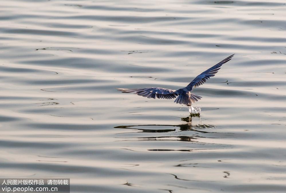 江西鄱陽湖鷗鳥成群 場面壯觀【6】