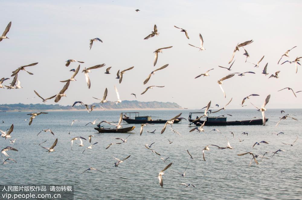 江西鄱陽湖鷗鳥成群 場面壯觀【2】