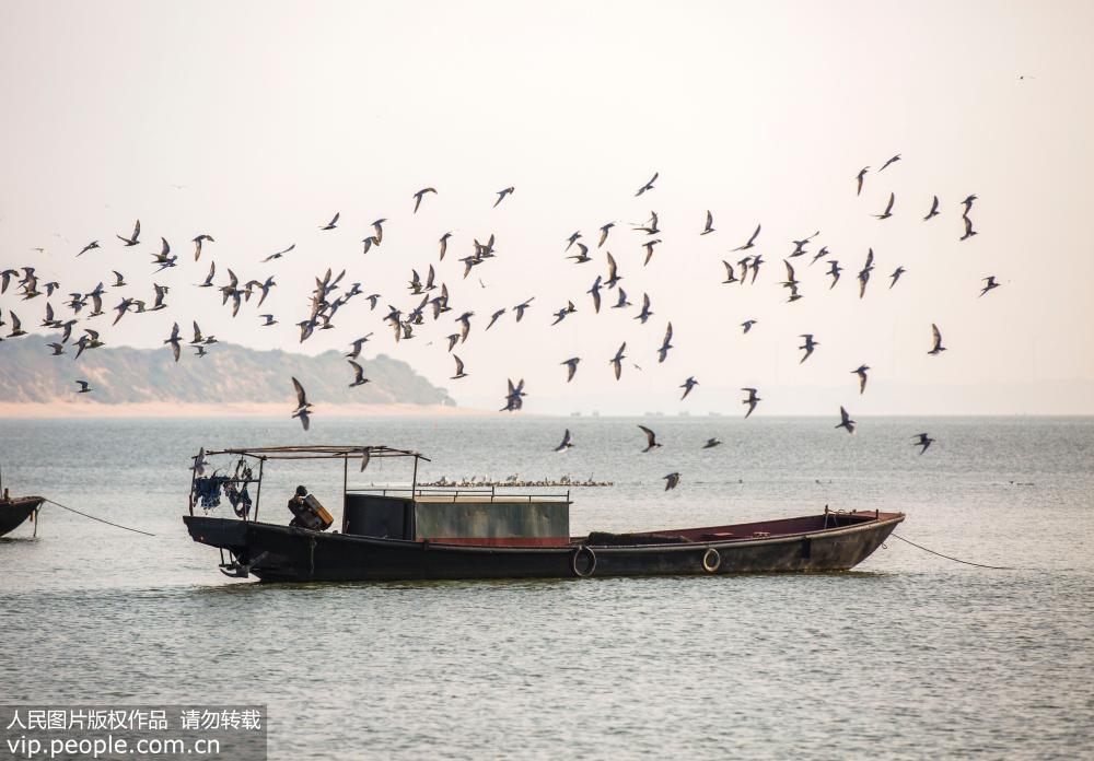 江西鄱陽湖鷗鳥成群 場面壯觀【3】