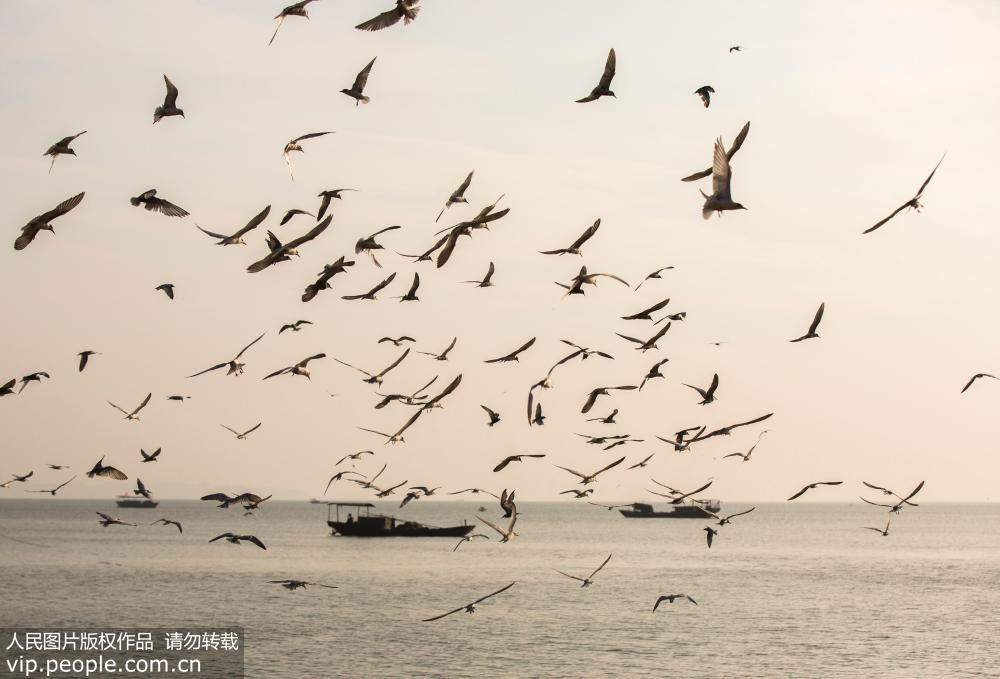 江西鄱陽湖鷗鳥成群 場面壯觀【5】