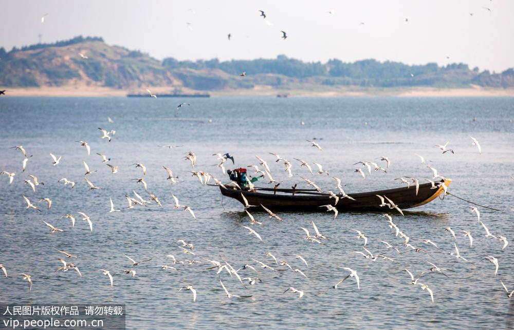 江西鄱陽湖鷗鳥成群 場面壯觀