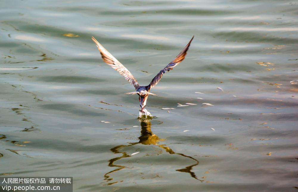 江西鄱陽湖鷗鳥成群 場面壯觀【7】