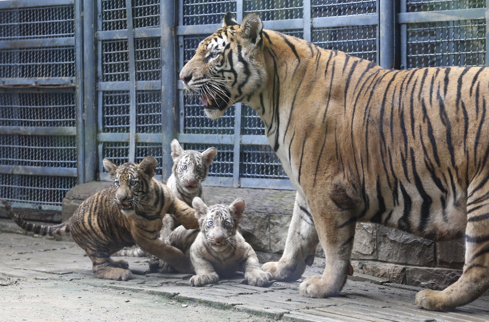 9月6日，濟南動物園三胞胎虎寶寶與虎媽媽同游客見面。