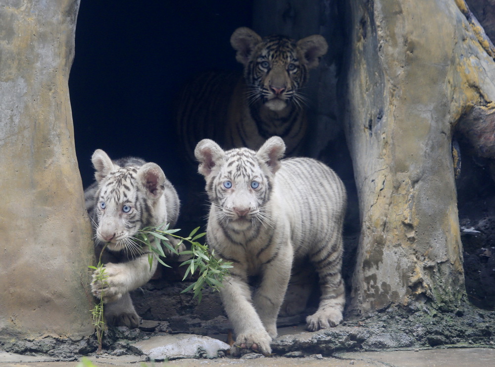 9月6日，济南动物园三胞胎虎宝宝与虎妈妈同游客见面。