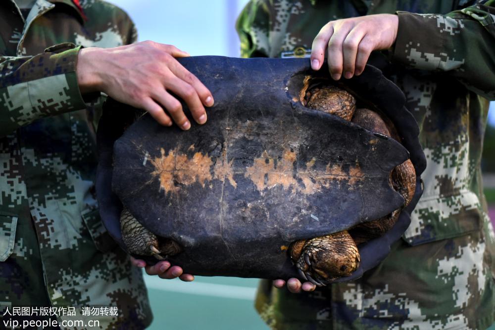 廣西邊防武警查獲18隻亞洲巨龜 【4】