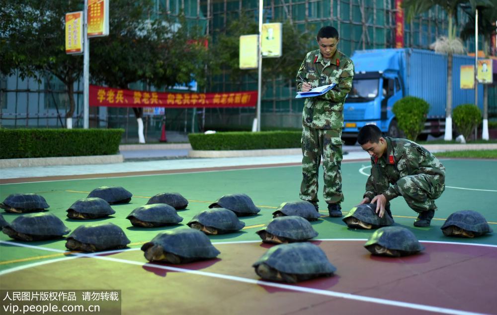 廣西邊防武警查獲18隻亞洲巨龜 【5】