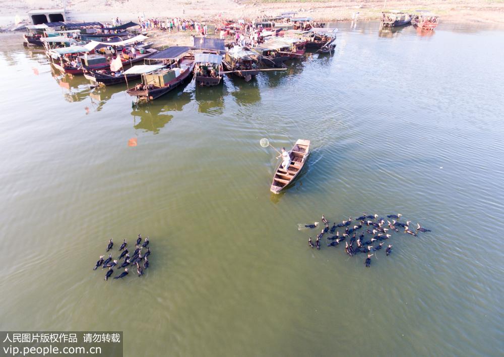 9月7日，在江西鄱陽湖都昌水域，漁民將鸕鹚放到水中。