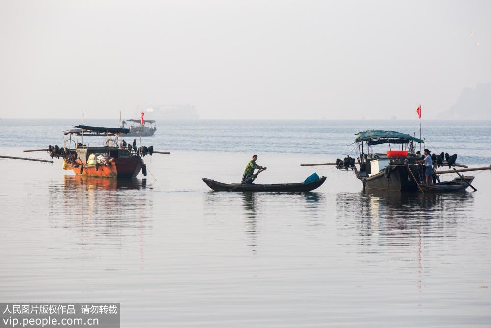 9月8日，在江西鄱陽湖都昌水域，漁民做好鸕鹚捕魚的准備工作。