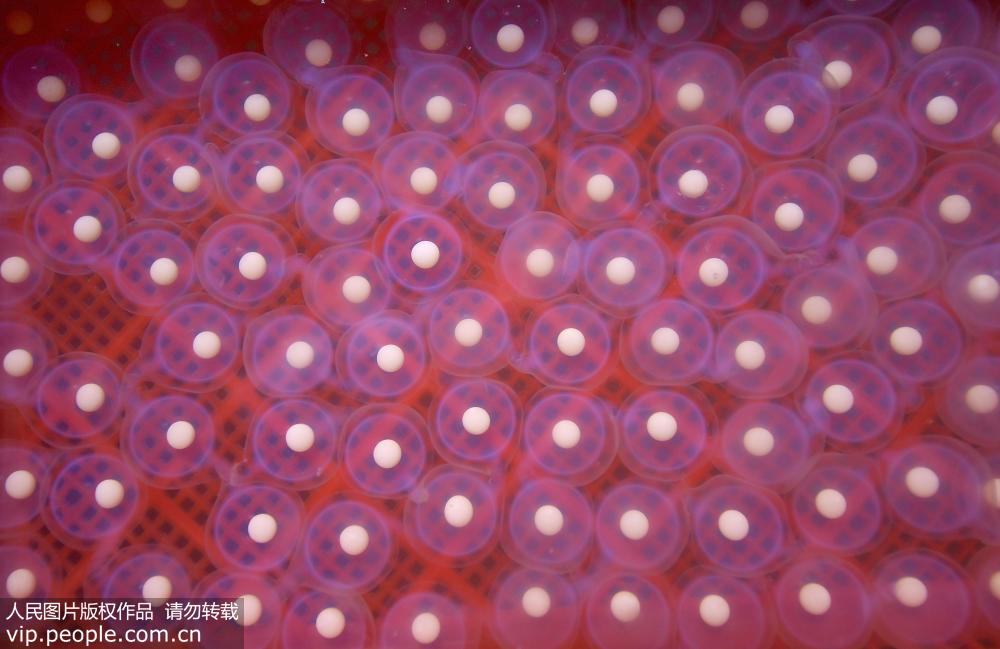 9月10日在湖北省宣恩縣華源大鯢繁育基地拍攝的猶如珍珠的大鯢受精卵。