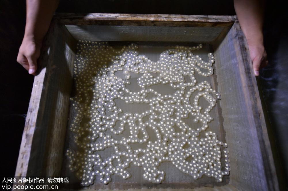9月10日，湖北省宣恩縣華源大鯢繁育基地的趙如蒙在手工翻動大鯢卵。每天翻動這是受精卵是大鯢人工繁育的“必修課”