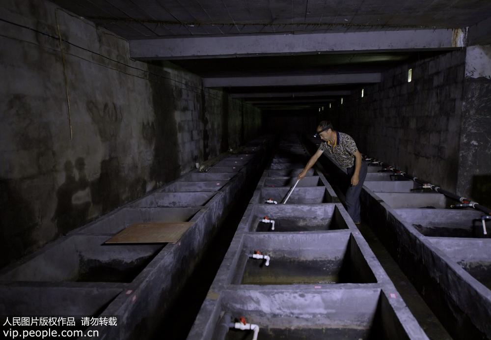 9月10日，湖北省宣恩縣華源大鯢繁育基地的趙如蒙在地下養殖場觀察大鯢產卵情況。
