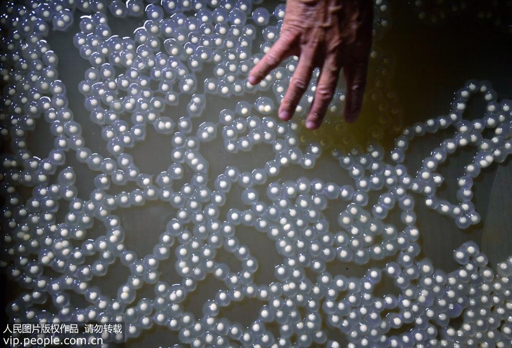 9月10日，湖北省宣恩縣華源大鯢繁育基地的趙如蒙在手工翻動大鯢卵。每天翻動這是受精卵是大鯢人工繁育的“必修課”。