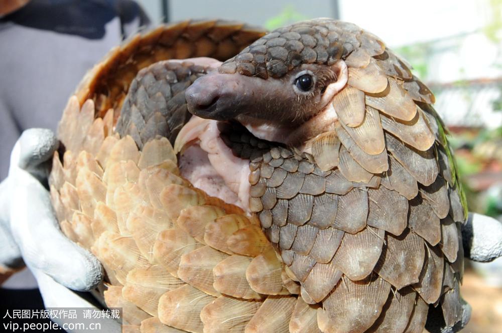 �ൺ�����ȴ�ɽ����Ұ���������Э��Ź���Ȼ��7��