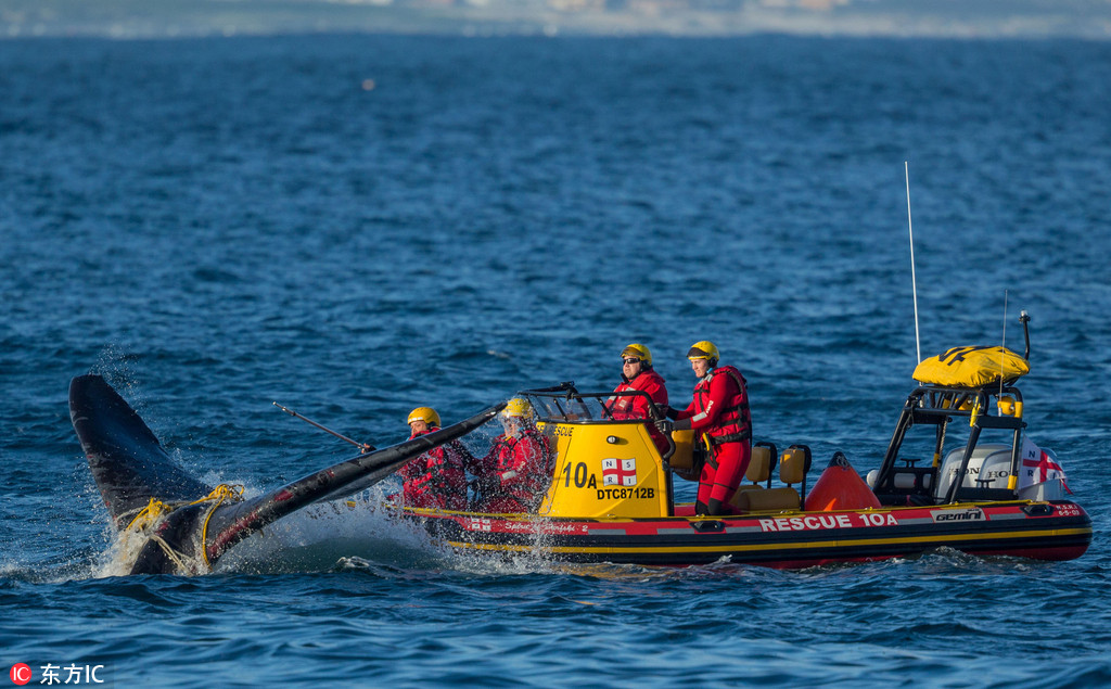 南非巨鯨被捕魚繩纏住 救援人員驚險解救【5】