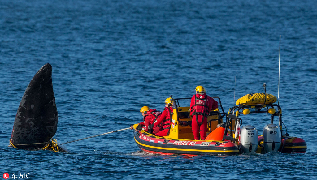 南非巨鯨被捕魚繩纏住 救援人員驚險解救【4】