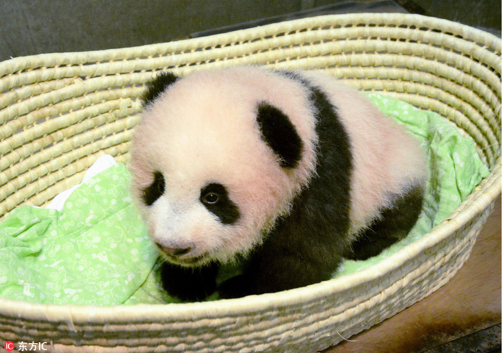 上野動物園熊貓寶寶迎來百天紀念日 名字近期公布