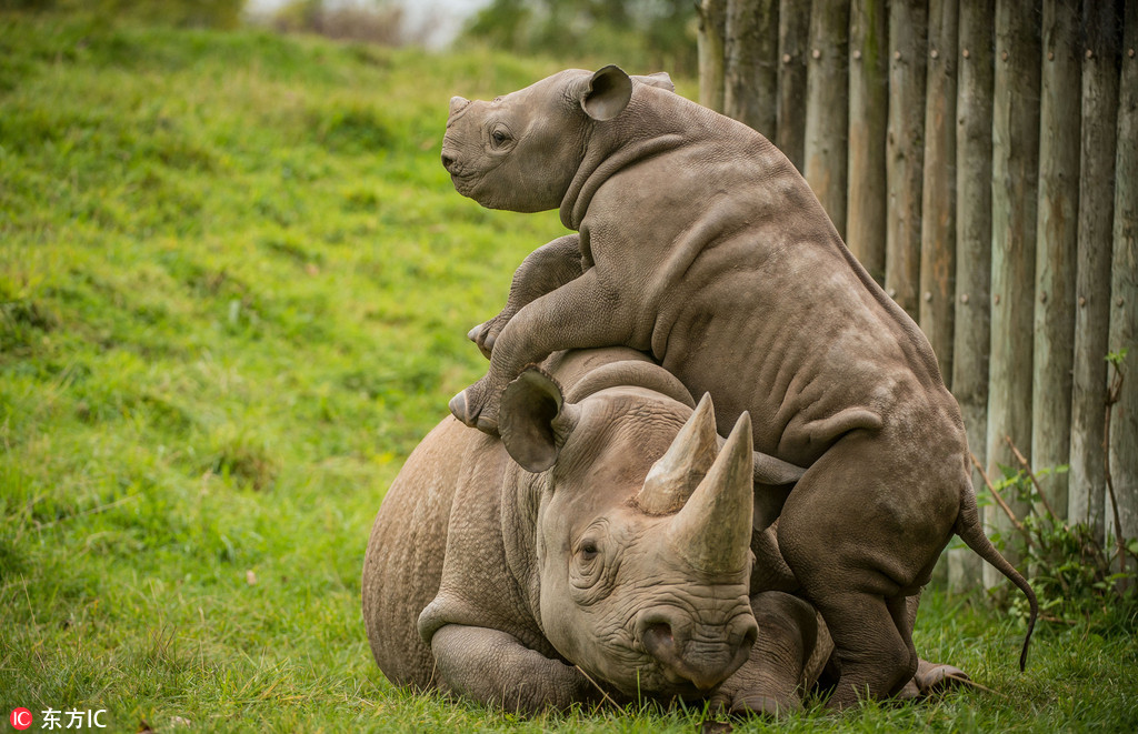 英動物園犀牛寶寶纏著媽媽求關注 獻吻搗亂各種放大招 