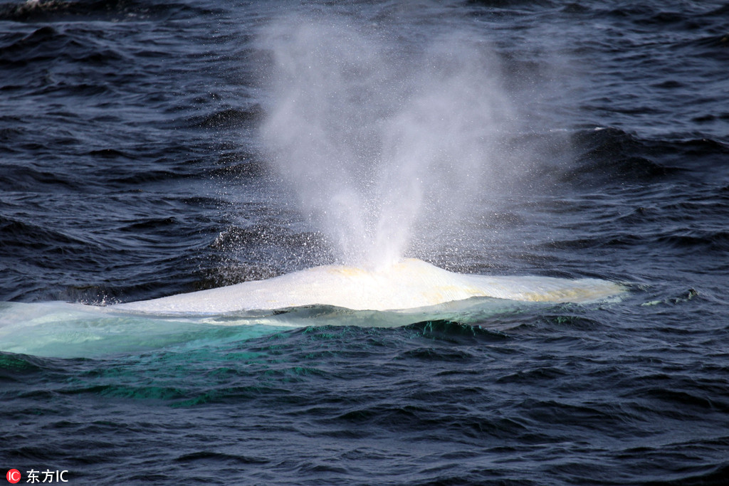 非常罕見！白色座頭鯨通體雪白似精靈現身【3】