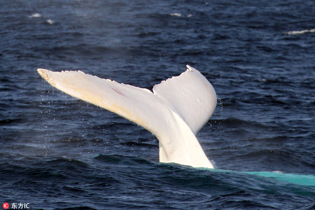 非常罕見！白色座頭鯨通體雪白似精靈現身