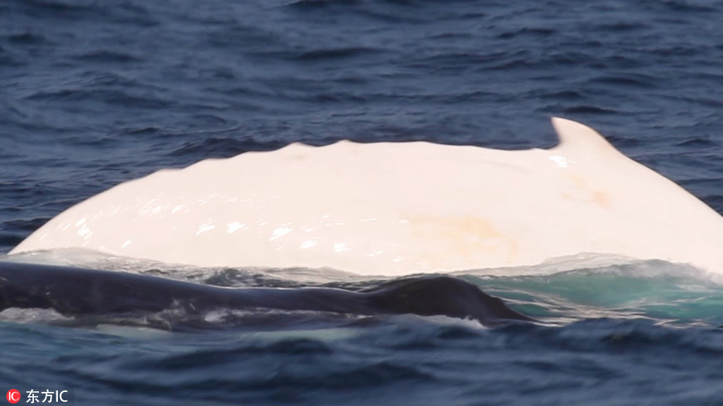 非常罕見！白色座頭鯨通體雪白似精靈現身【5】