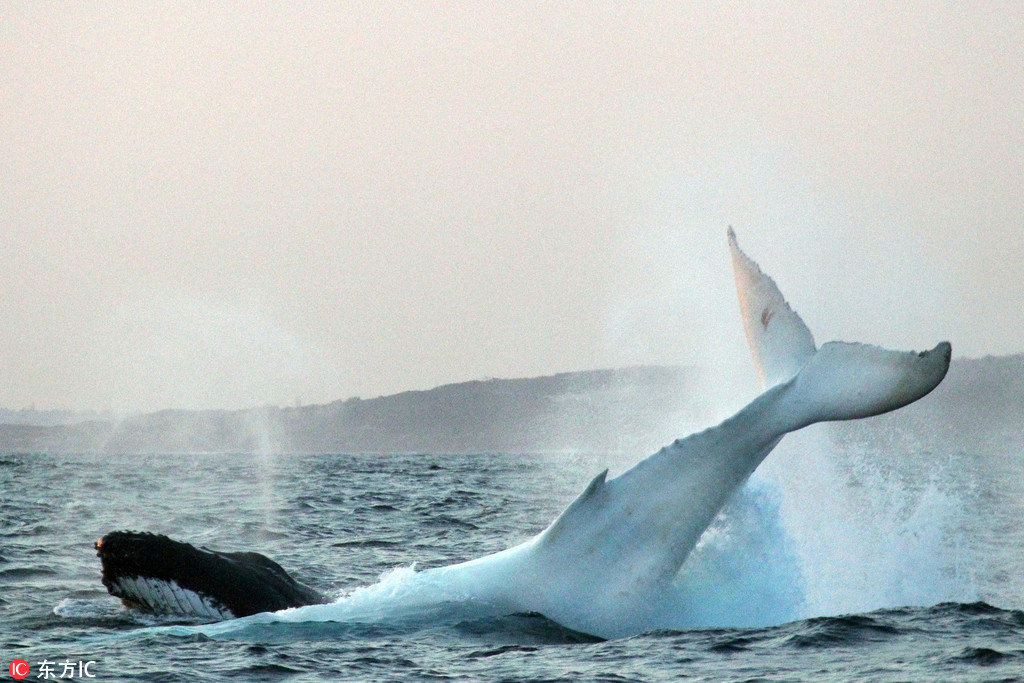 非常罕見！白色座頭鯨通體雪白似精靈現身【4】