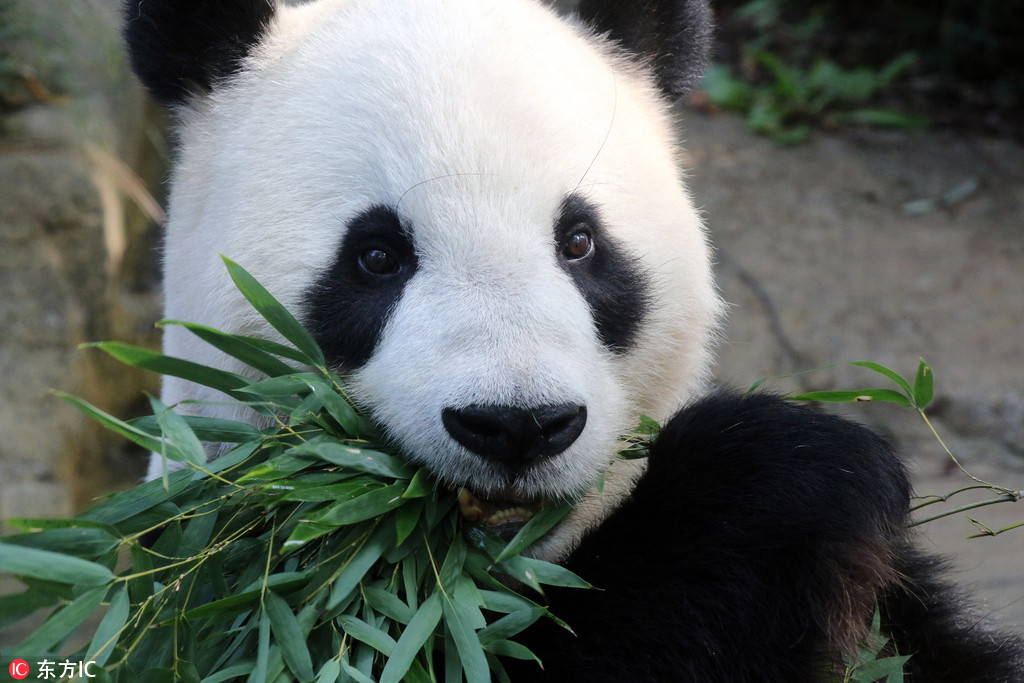 上野動物園大熊貓“力力”啃竹子 當爸后胃口不錯 【6】