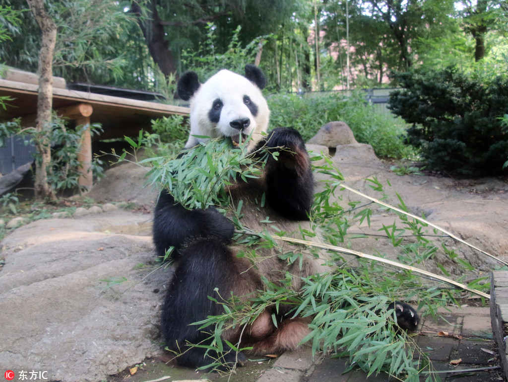 上野動物園大熊貓“力力”啃竹子 當爸后胃口不錯 
