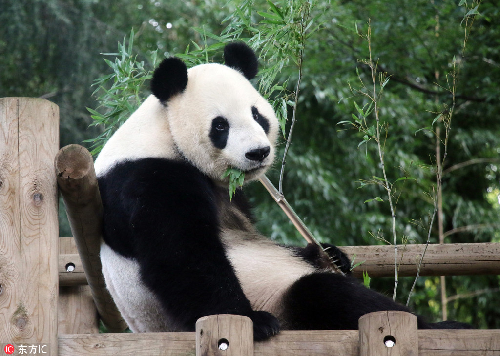 上野動物園大熊貓“力力”啃竹子 當爸后胃口不錯 【2】