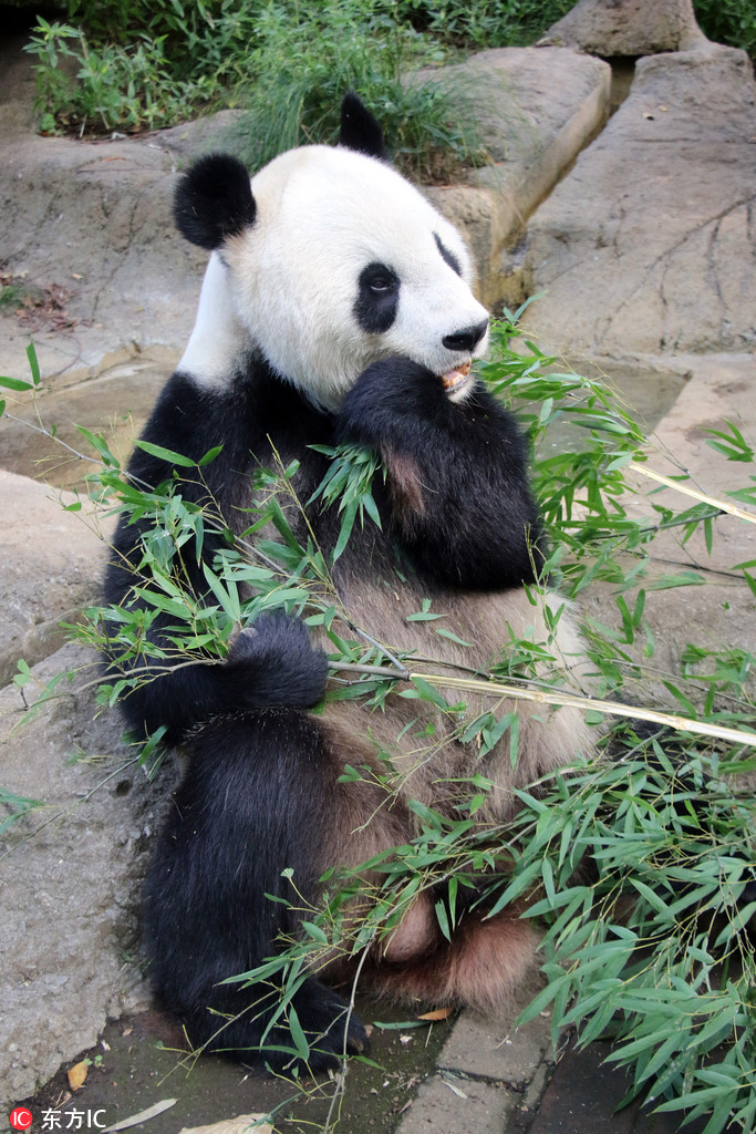上野動物園大熊貓“力力”啃竹子 當爸后胃口不錯 【3】
